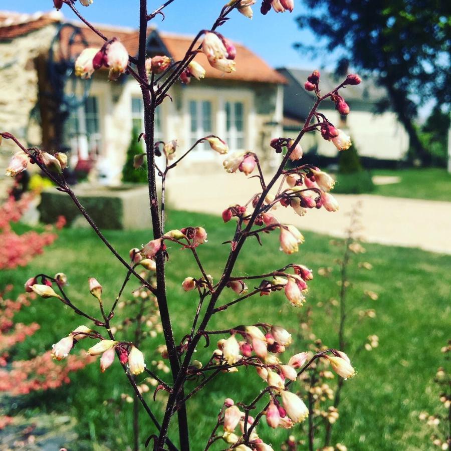 Le Petit Chateau Des Cedres Mouchamps 외부 사진